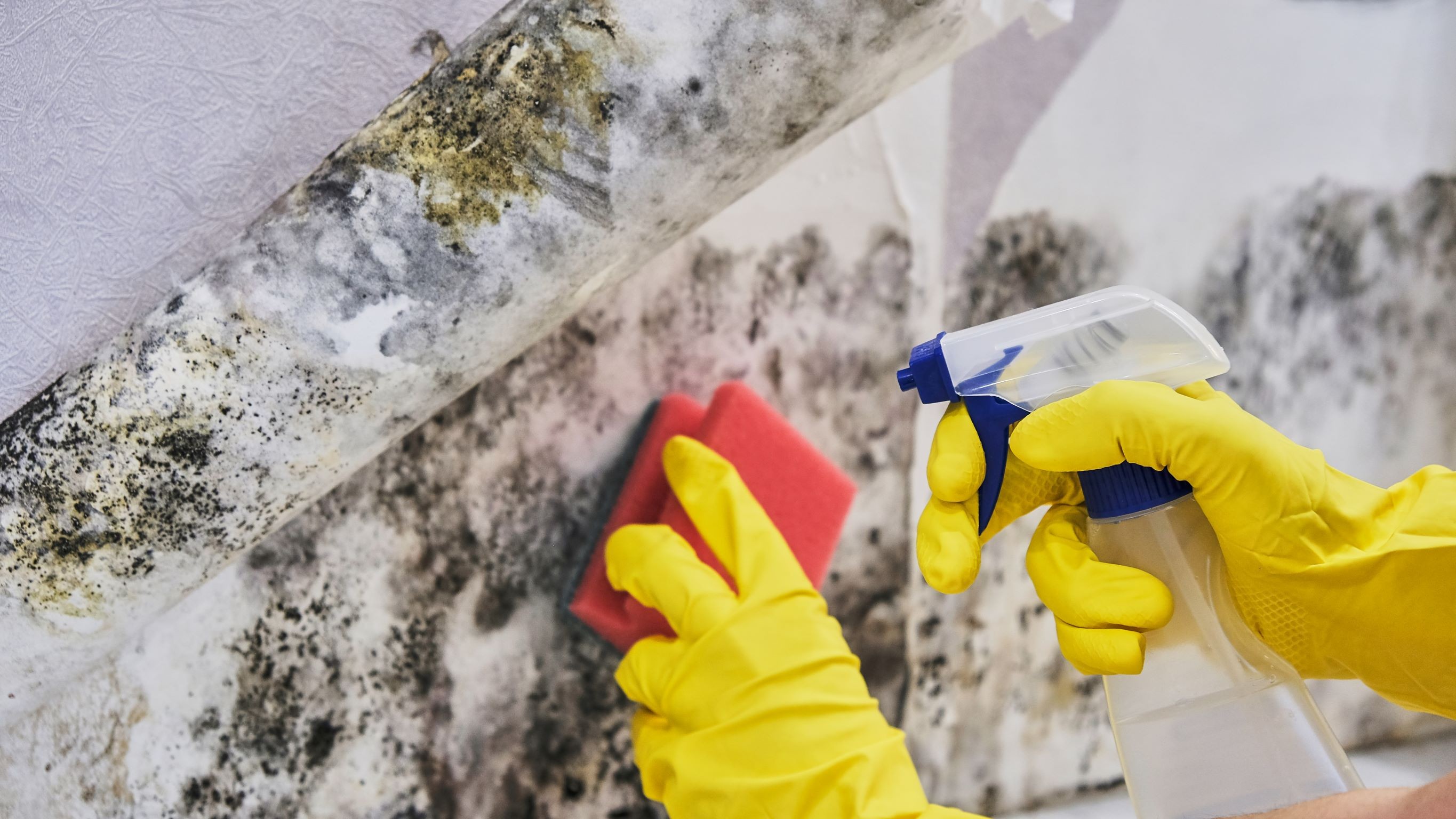 How to safely clean up mold Blog Nextdoor Public Agencies